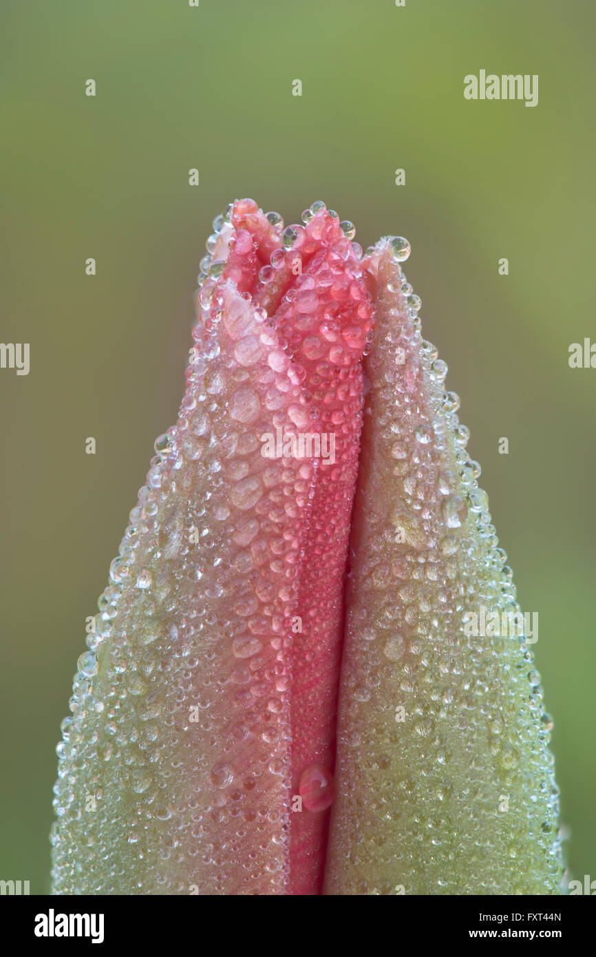 Unopened Tulip flower covered with morning dew Stock Photo Alamy