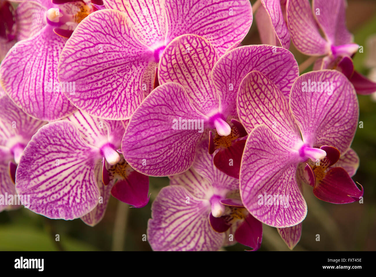 Sri Lanka, Kandy, Peradeniya Botanical Gardens, Orchid House, colourful