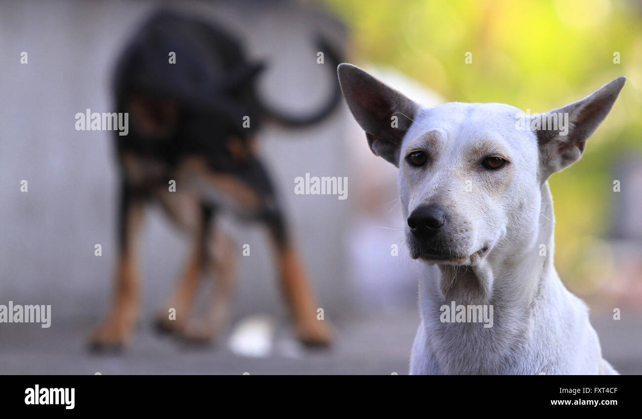 Thailand Dog Looking a Hope - (Selective focus) Stock Photo