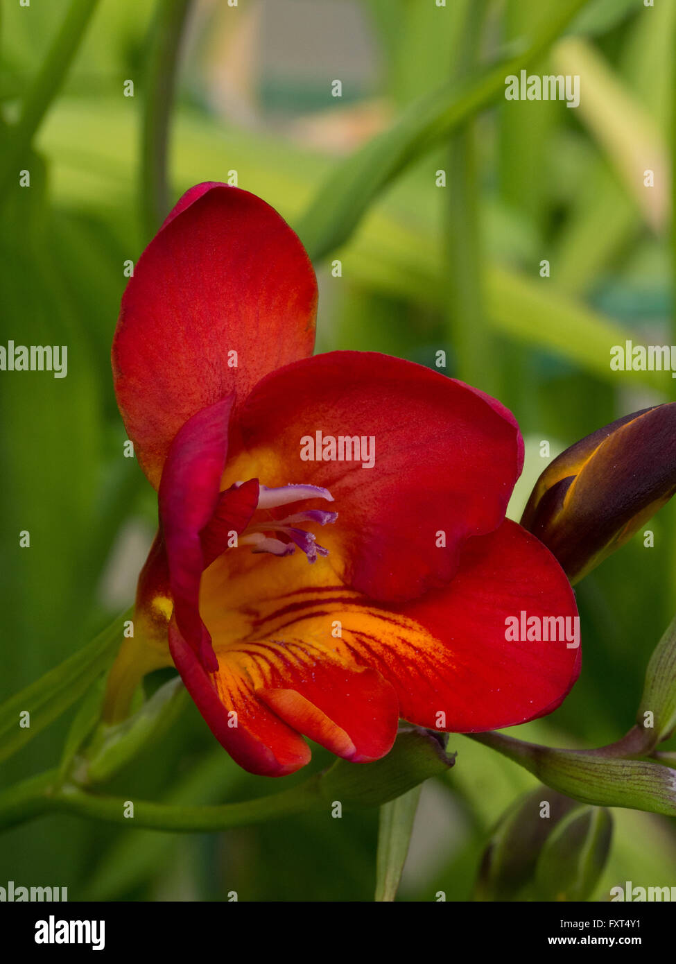 Florists freesia hi-res stock photography and images - Alamy