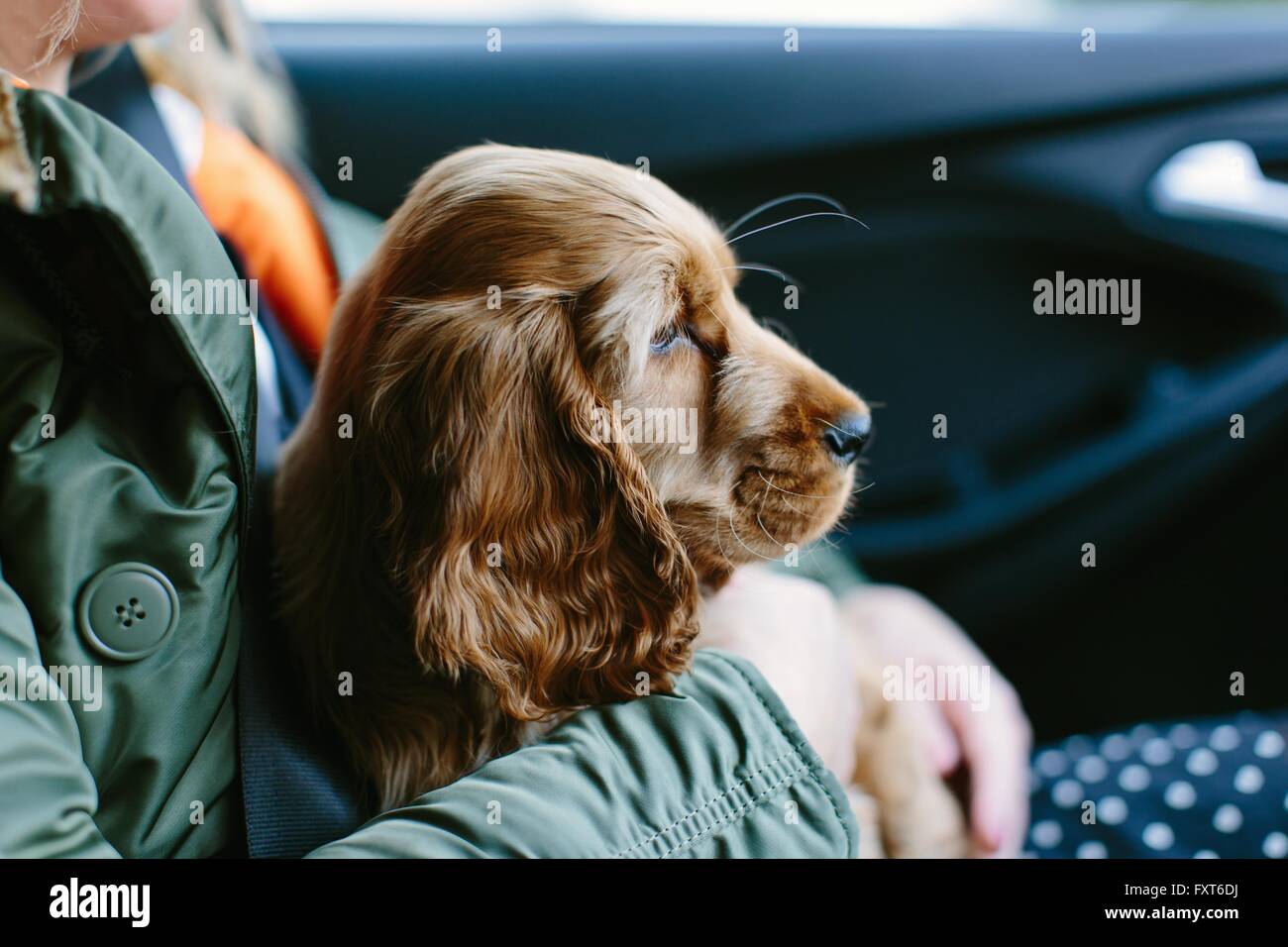 Puppy sitting on woman's lap inside vehicle Stock Photo