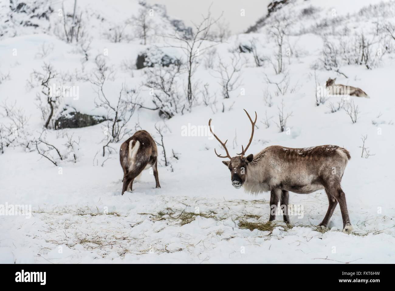Wild reindeer, Tromso, Norway Stock Photo - Alamy