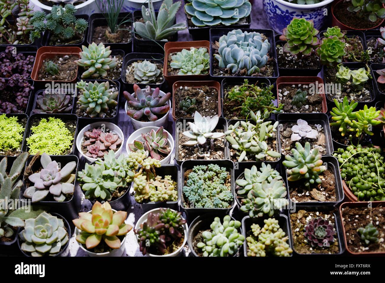 Succulent plants on market stall at Shanghai Bird and Flower Market, China Stock Photo