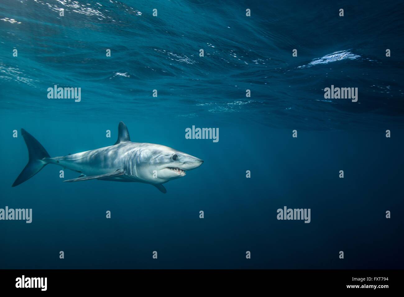 Underwater view of shortfin mako shark (Isurus oxyrinchus) swimming in