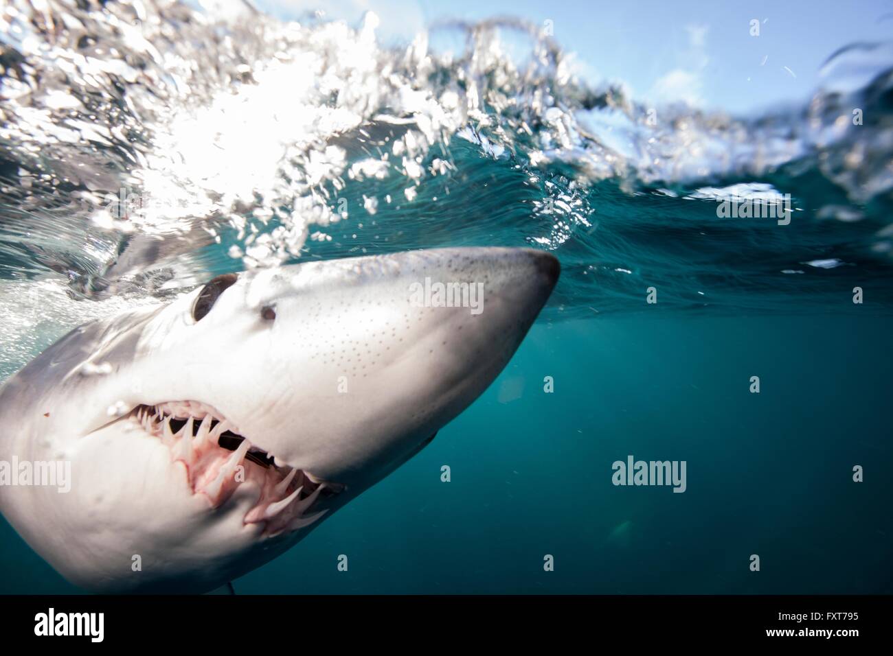 Underwater close up view of shortfin mako shark (Isurus oxyrinchus) swimming at sea surface