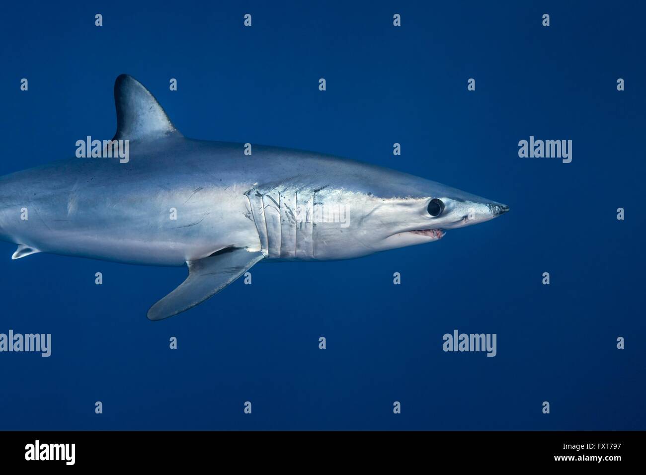 Underwater view of shortfin mako shark (Isurus oxyrinchus) swimming in blue sea, West Coast, New