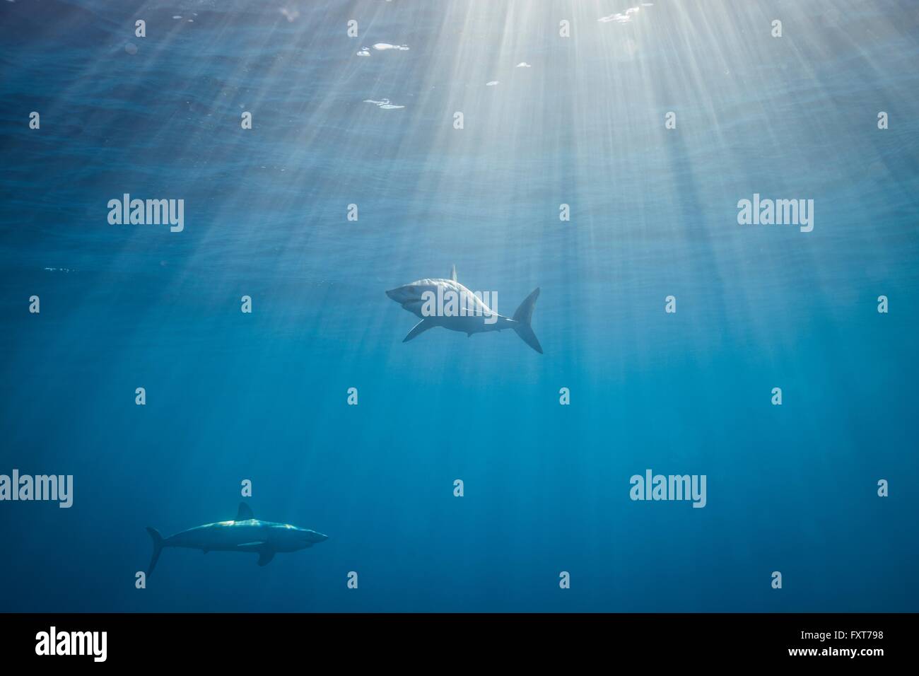 Shortfin mako sharks hires stock photography and images Alamy