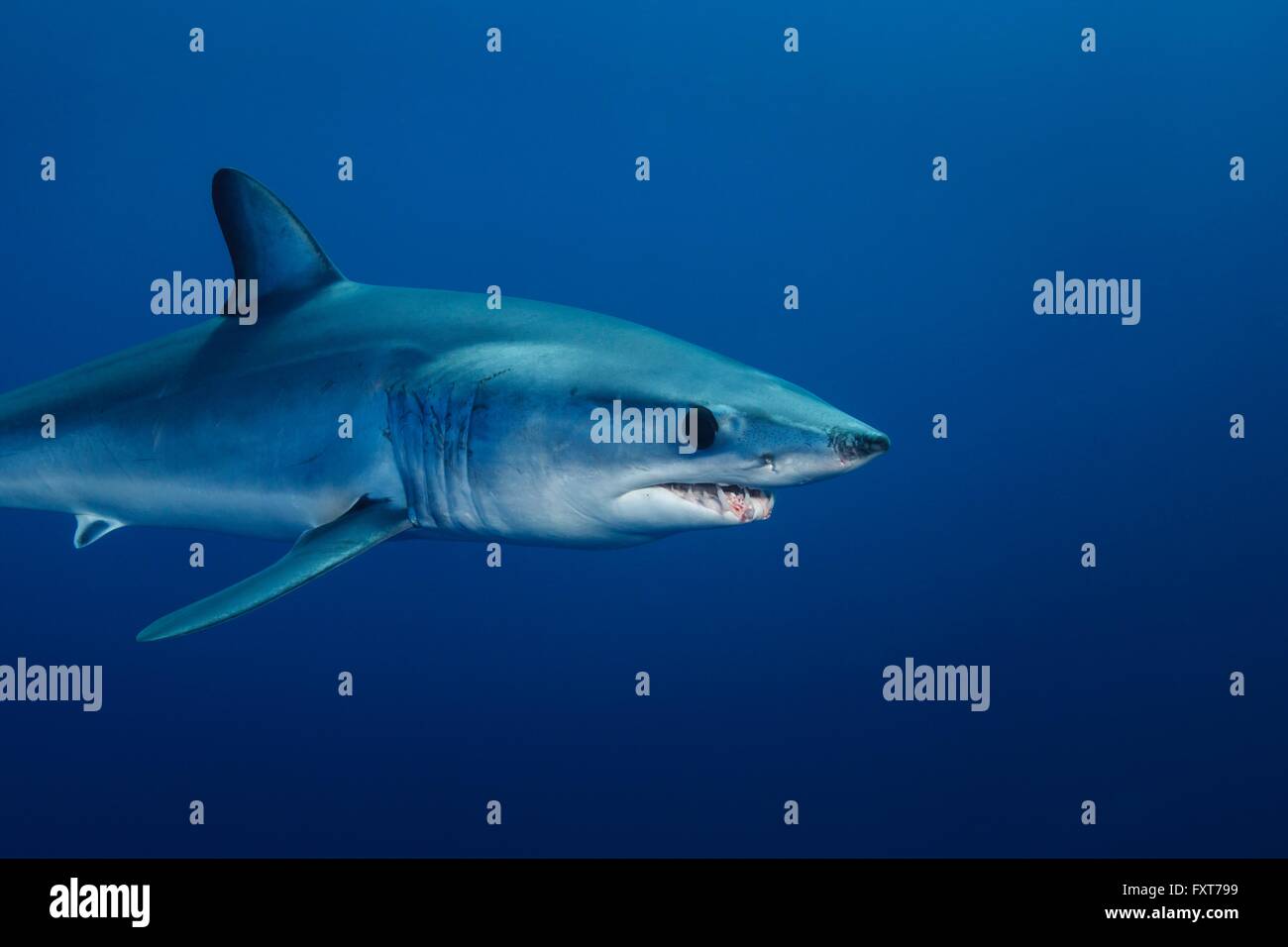 Isurus hi-res stock photography and images - Alamy