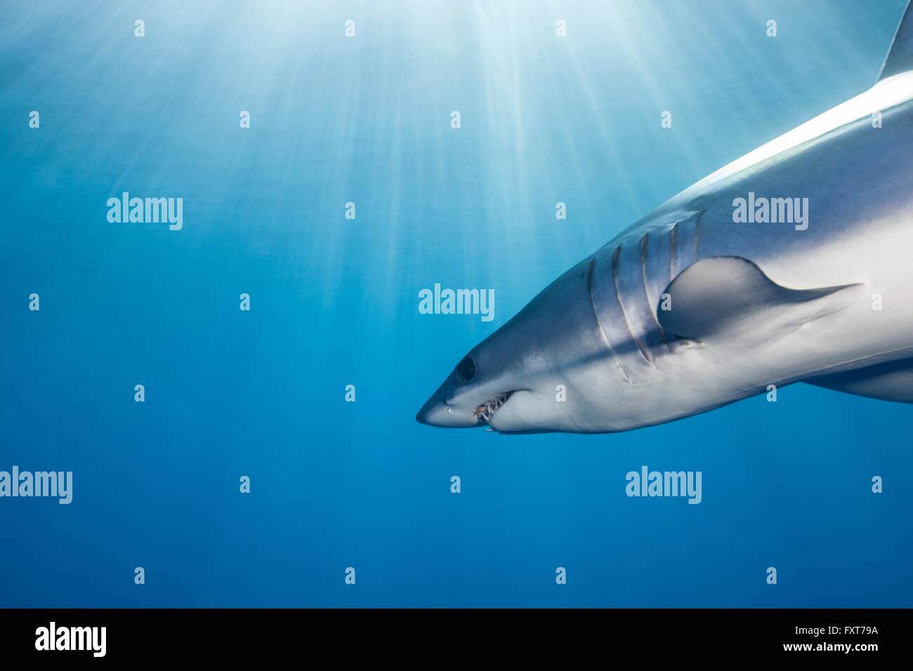 Underwater view of shortfin mako shark (Isurus oxyrinchus) swimming in sunbeam, West Coast, New Zealand Stock Photo