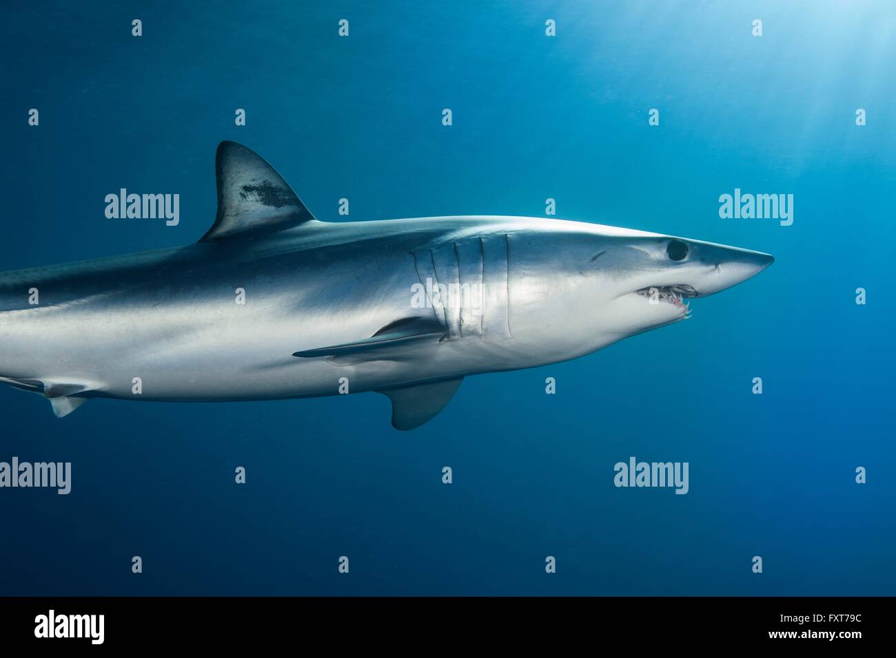 Isurus hi-res stock photography and images - Alamy