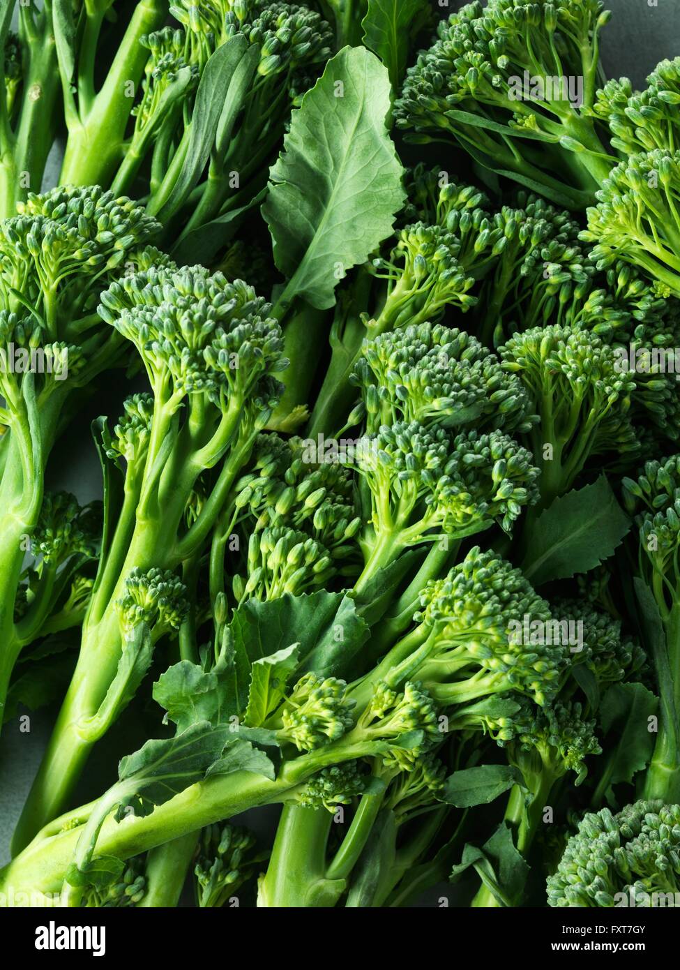 Tender stem broccoli Stock Photo