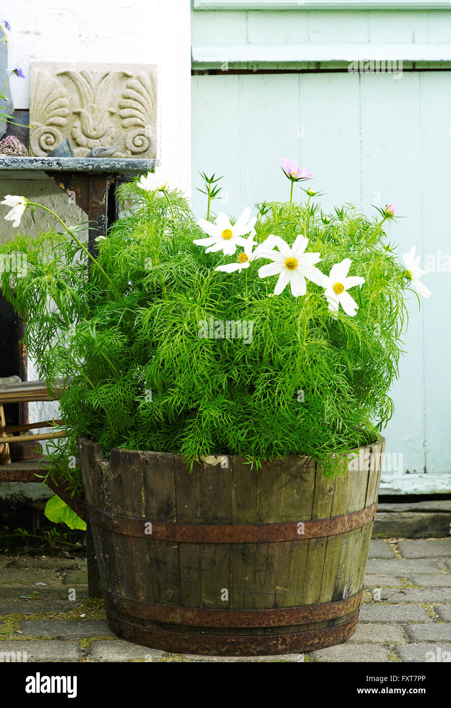 Garden plant with daisy flowers in rustic barrel Stock Photo