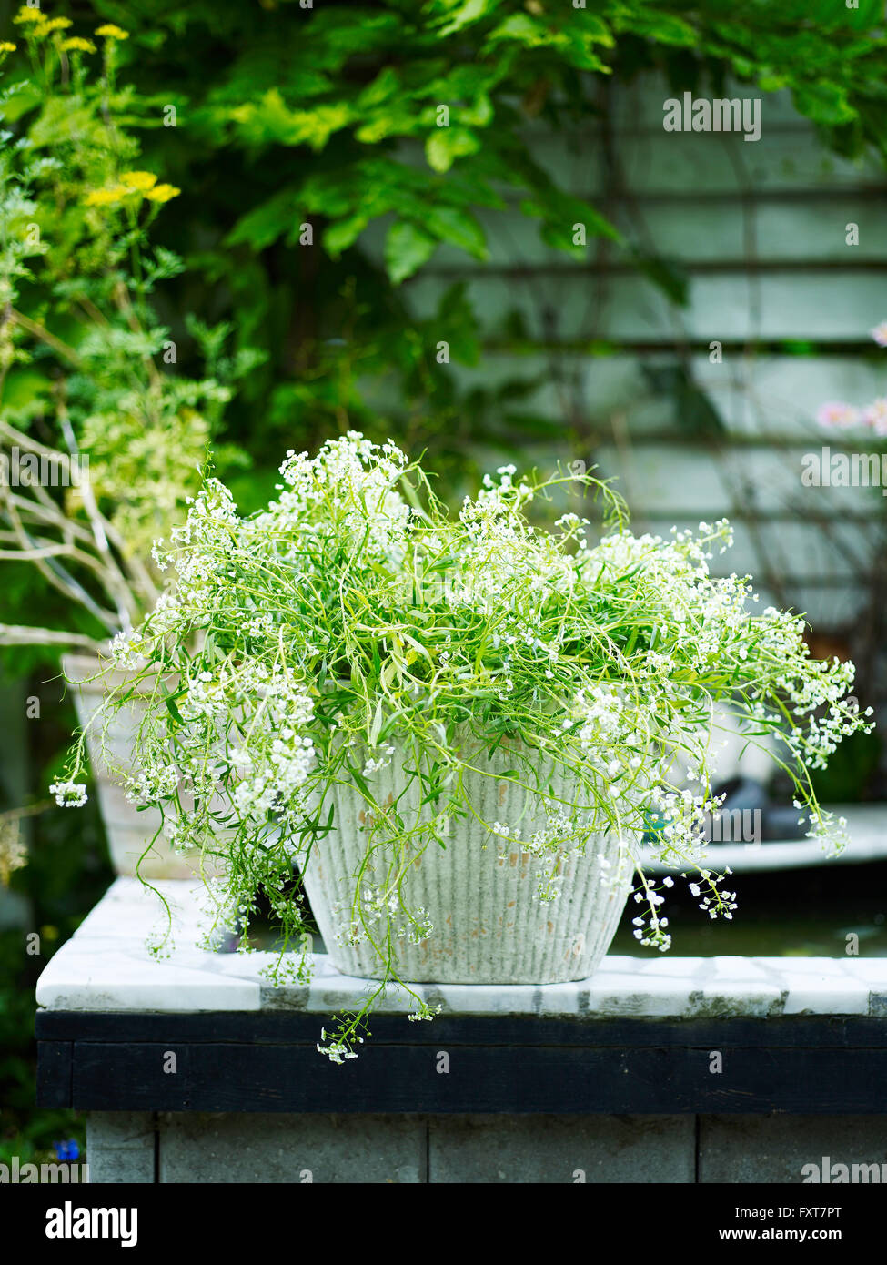 Garden plant with white flowers in white plant pot Stock Photo