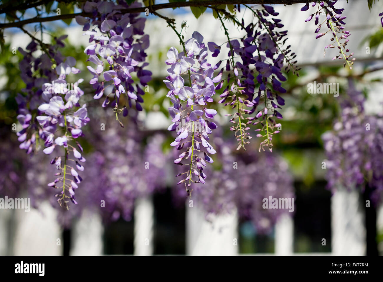 Close up of purple wisteria blossoms in garden Stock Photo