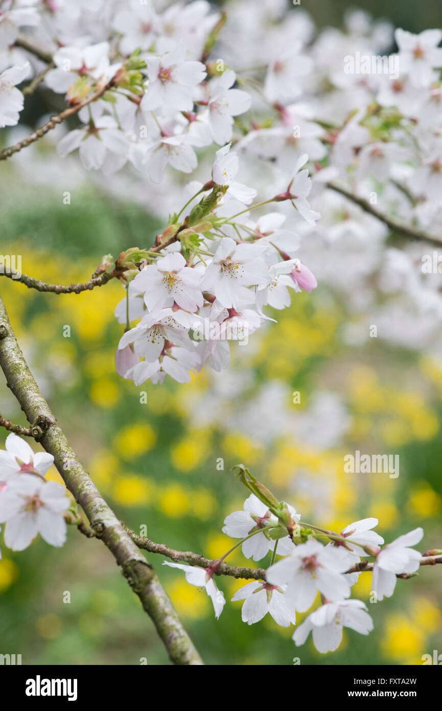 Prunus x Yedoensis. Yoshino cherry. Japanese Cherry Tree blossom in an