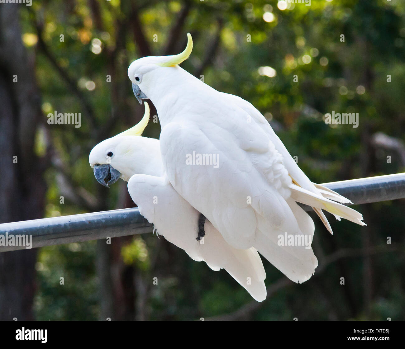 mating Sulphur-crested cockatoos Stock Photo
