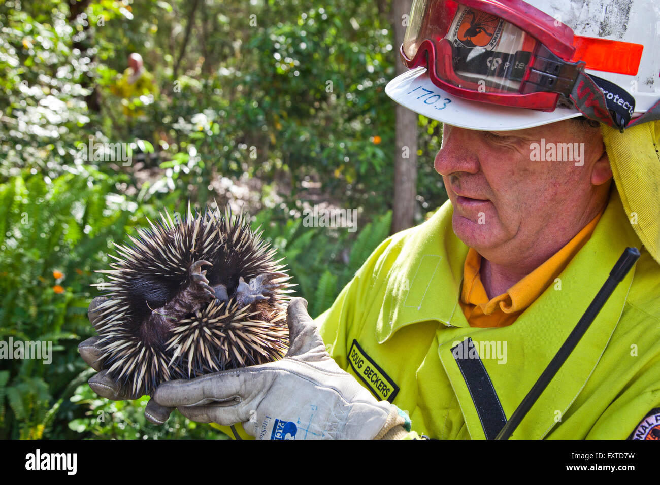 wildlife rescue of an Echidna by National Park Ranger Doug Beckers during a controled back burn at Bouddi National Park Stock Photo