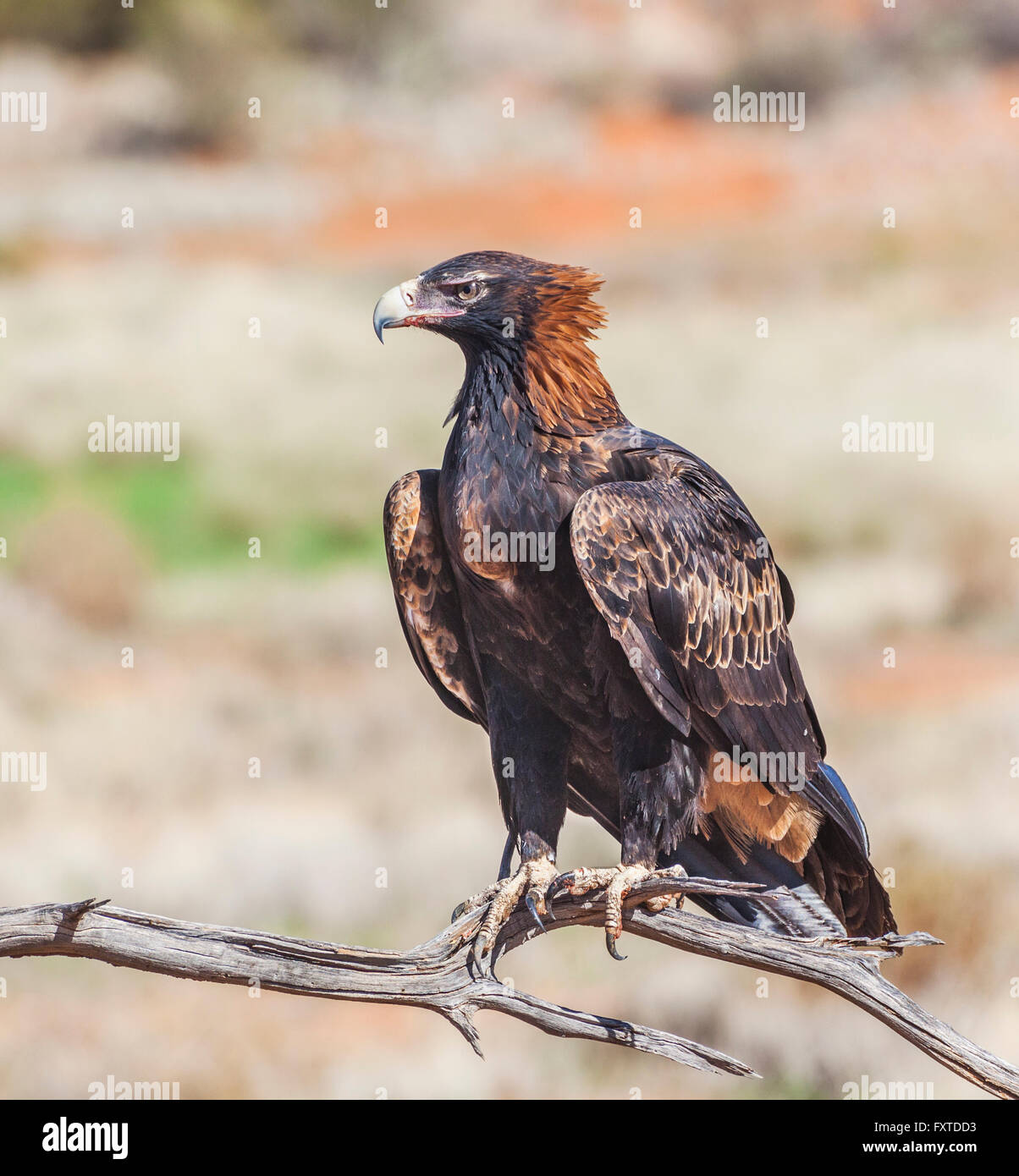Wedgetailed Eagle (Aquila audax) at Sturt National Park, far northwest