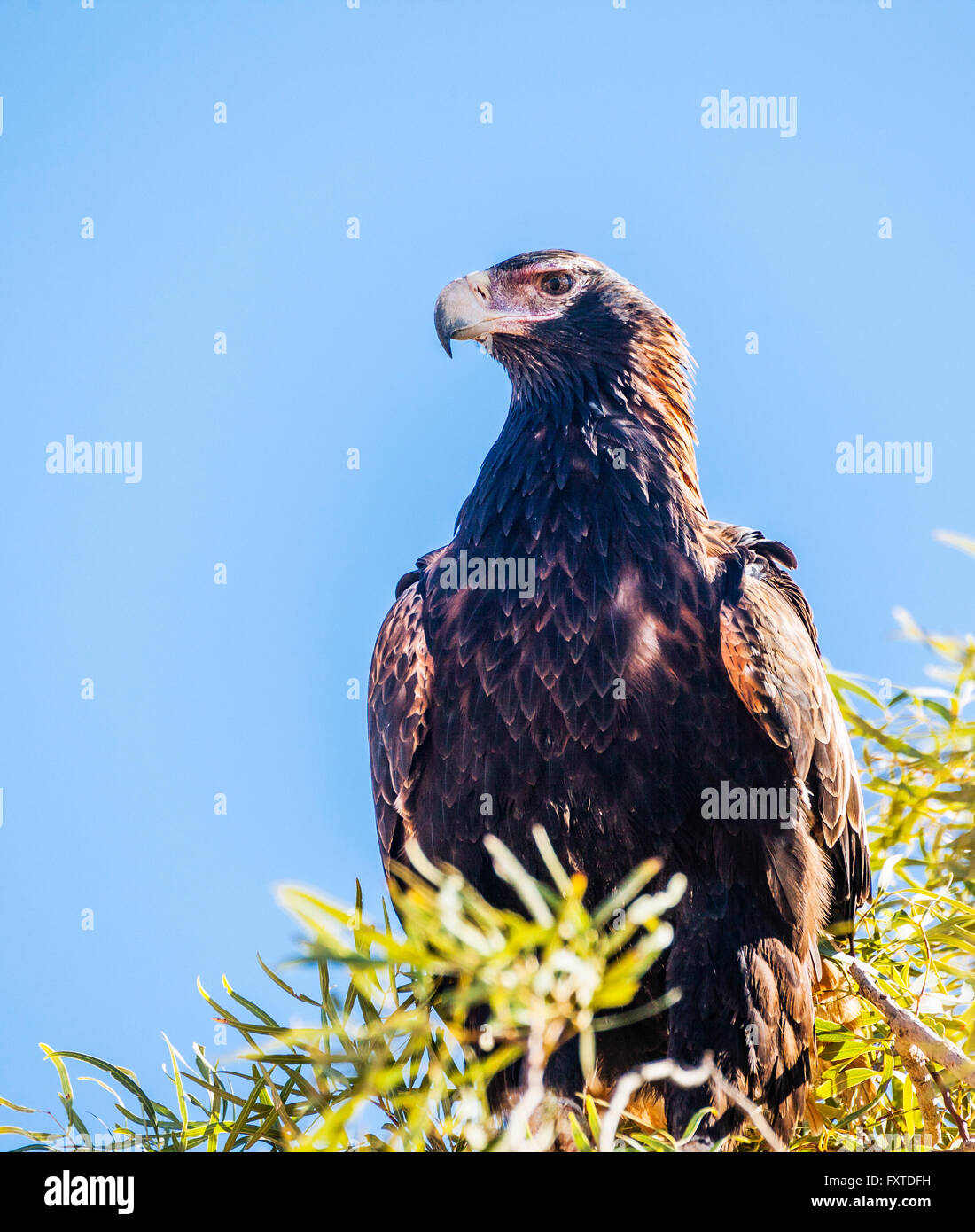 a Wedge-tailed Eagle, Aquila audax, the largest bird of prey in Australia is perching on a treetop Stock Photo