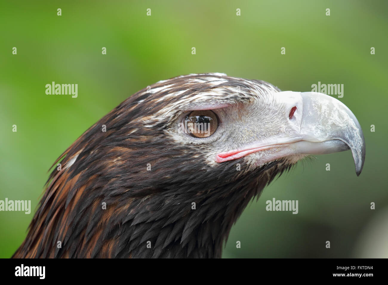 Close up of a Wedge-tailed Eagle (Aquila audax) in Queensland, Australia. Stock Photo