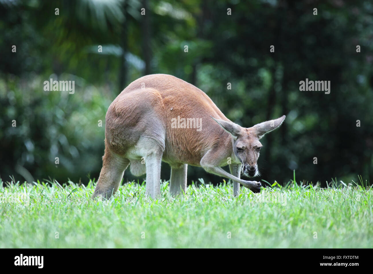 Red Kangaroo (Macropus rufus) on a lawn in Queensland, Australia. Stock Photo