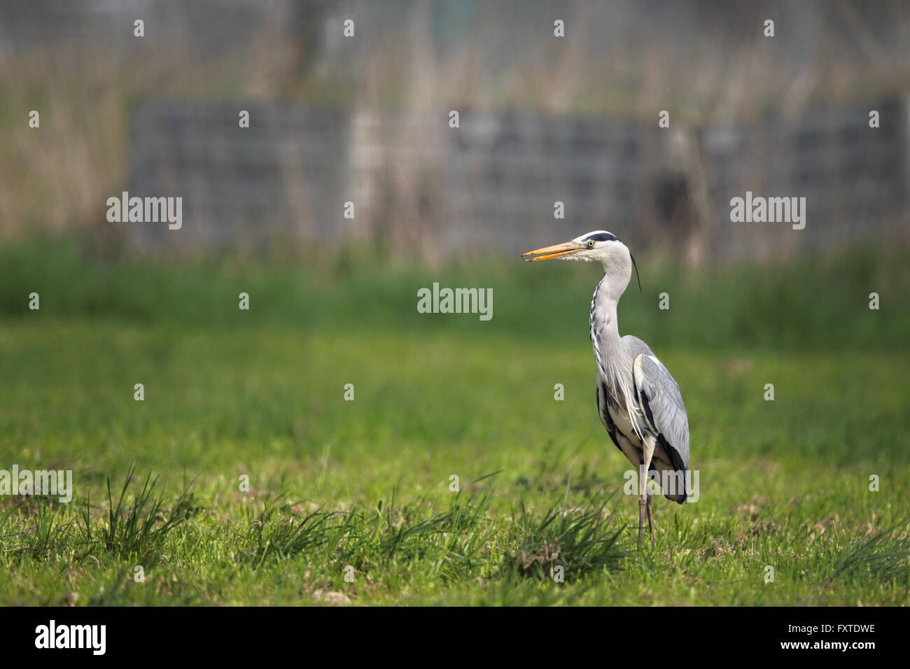 Grey Heron (Ardea cinerea) hunting for mice on a meadow near Frankfurt, Germany. Stock Photo