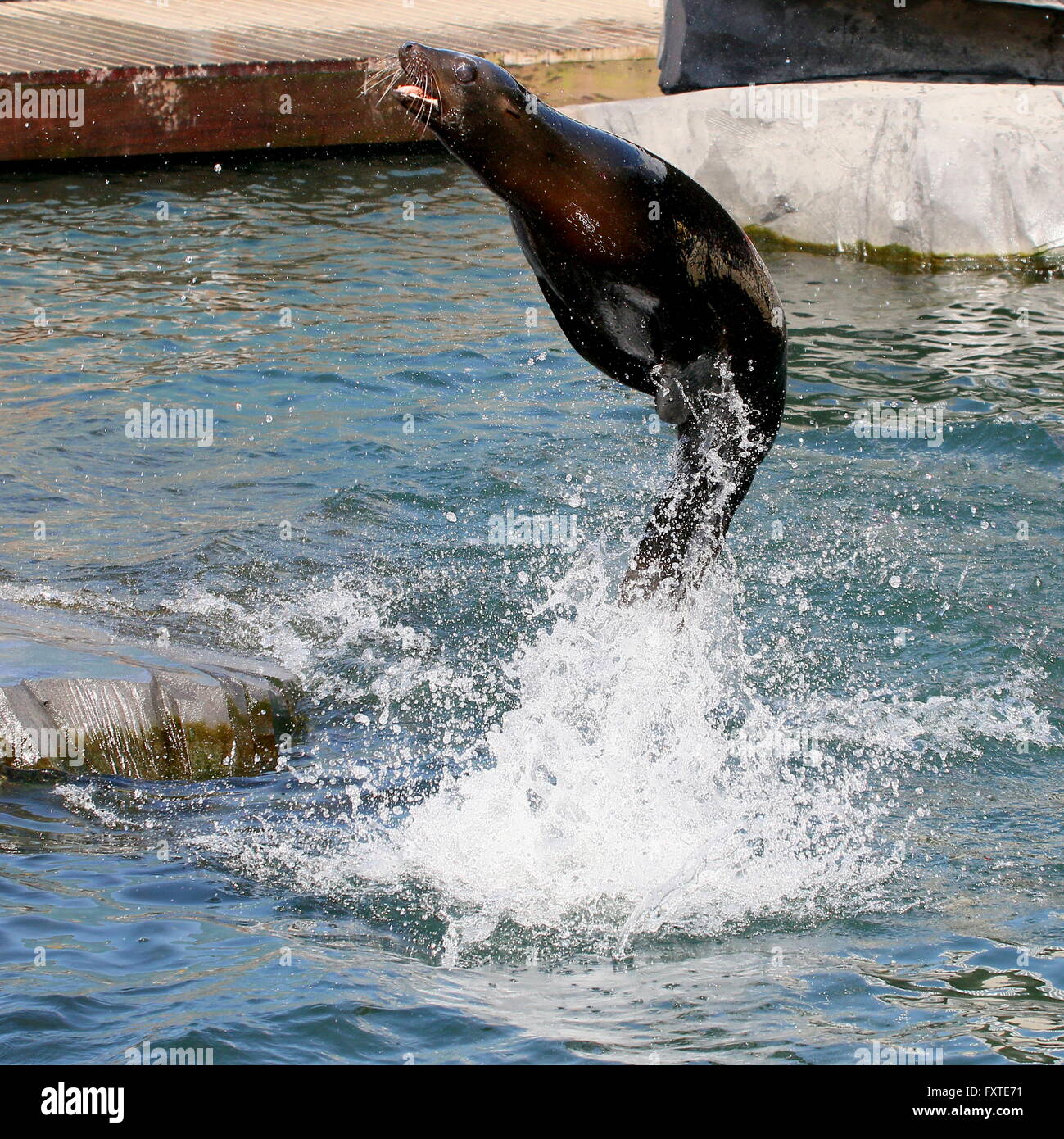 Zeebeer hi-res stock photography and images - Alamy, image size:1299x1390