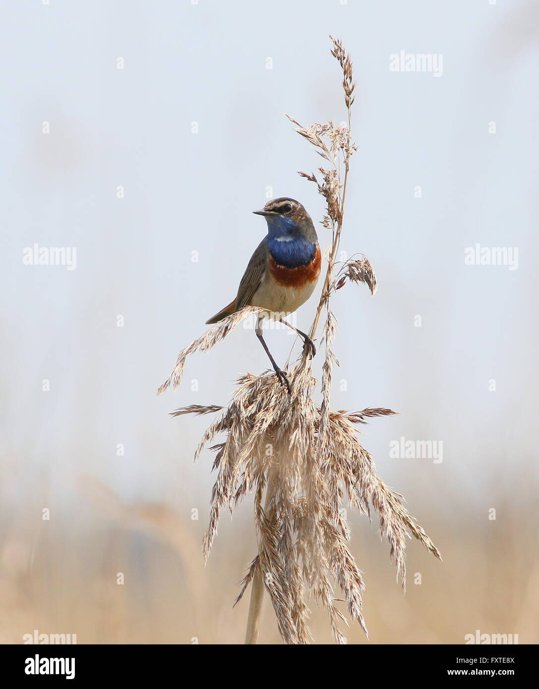 Male European White spotted Bluethroat (Luscinia svecica) in a reed plume Stock Photo