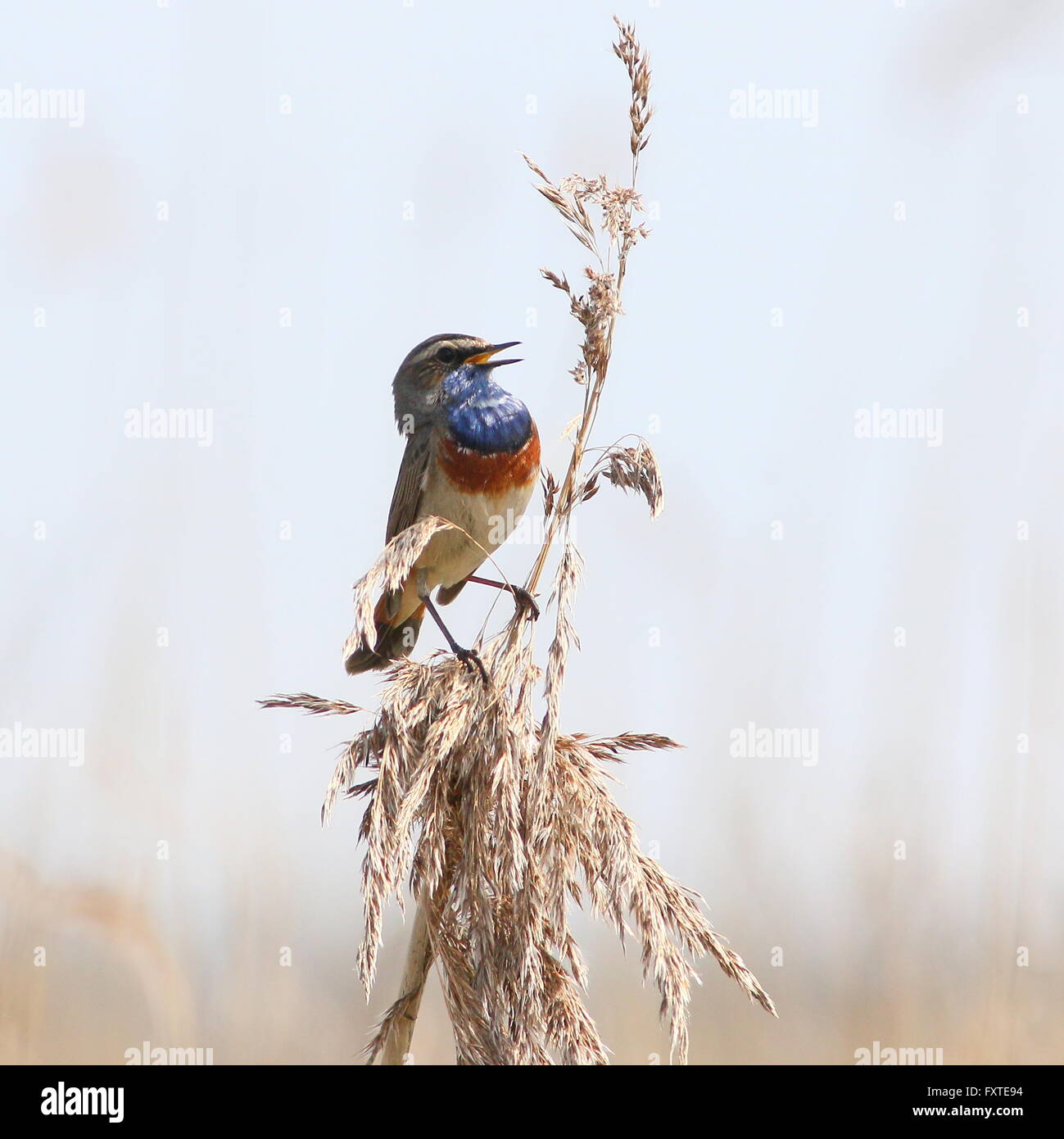 Male European White spotted Bluethroat (Luscinia svecica cyanecula) in song Stock Photo