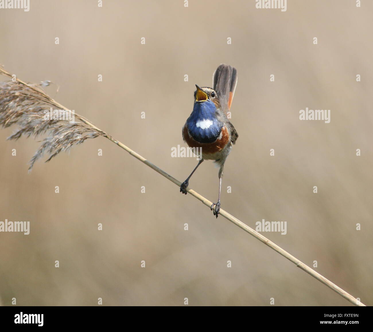 Spunky male European White spotted Bluethroat (Luscinia svecica cyanecula) in exuberant song in spring. Stock Photo