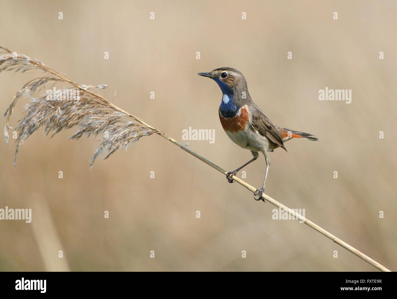 Spunky male European White spotted Bluethroat (Luscinia svecica cyanecula) posing in a reed plume Stock Photo