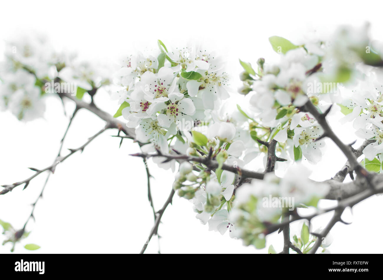 A branch of of blooming White Pear Flower Stock Photo