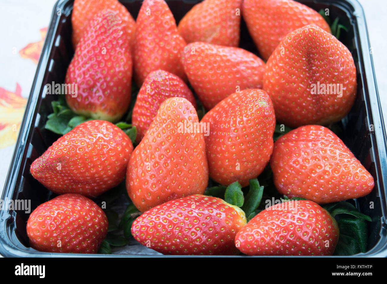 freshly picked fruit: fresh and ripe seasonal strawberries Stock Photo