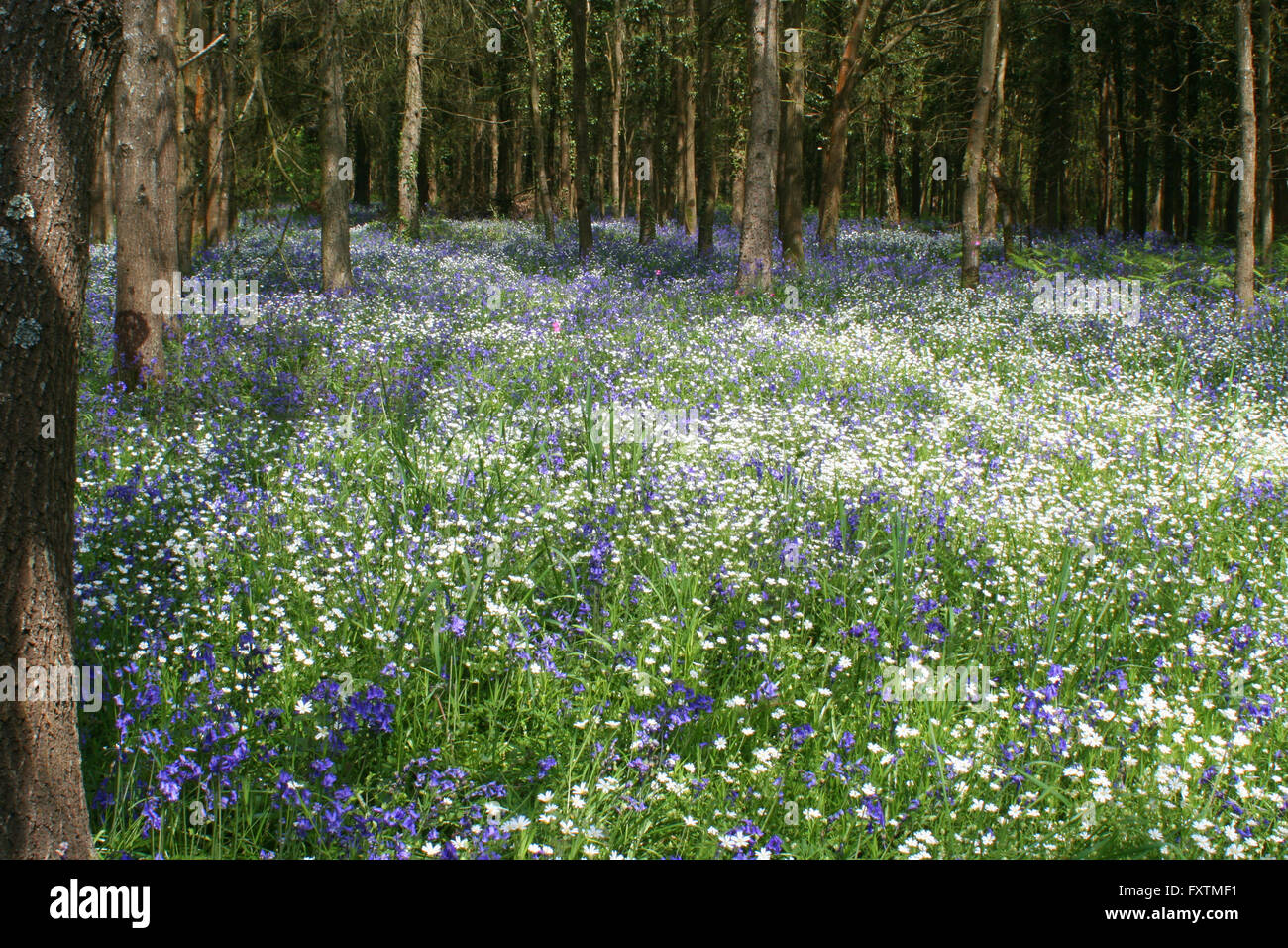 The Dover Bluebells Stock Photo
