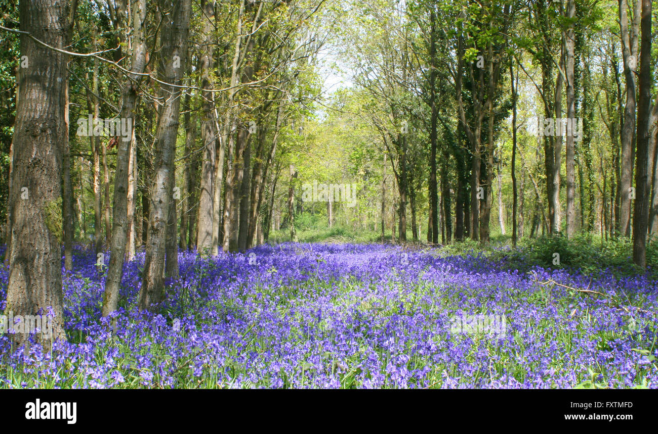 The Dover BLUEBELLS Stock Photo