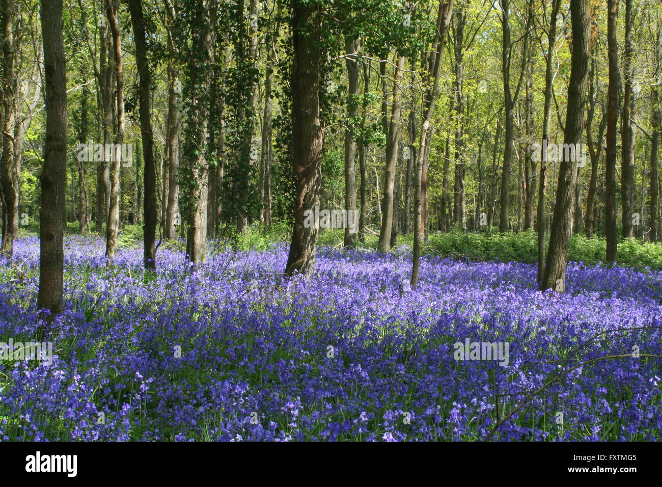 The Dover Bluebells Stock Photo