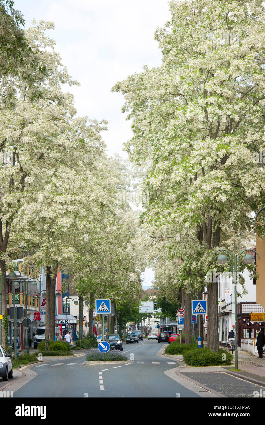 Deutschland, Nordrhein-Westfalen, Bad Lippspringe, Hauptstrasse Detmolder Strasse, blühende Lindenbäume Stock Photo
