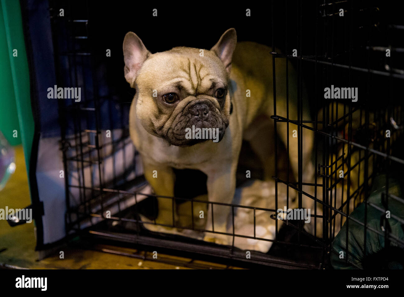 Crufts dog show, Birmingham, 2016. Stock Photo