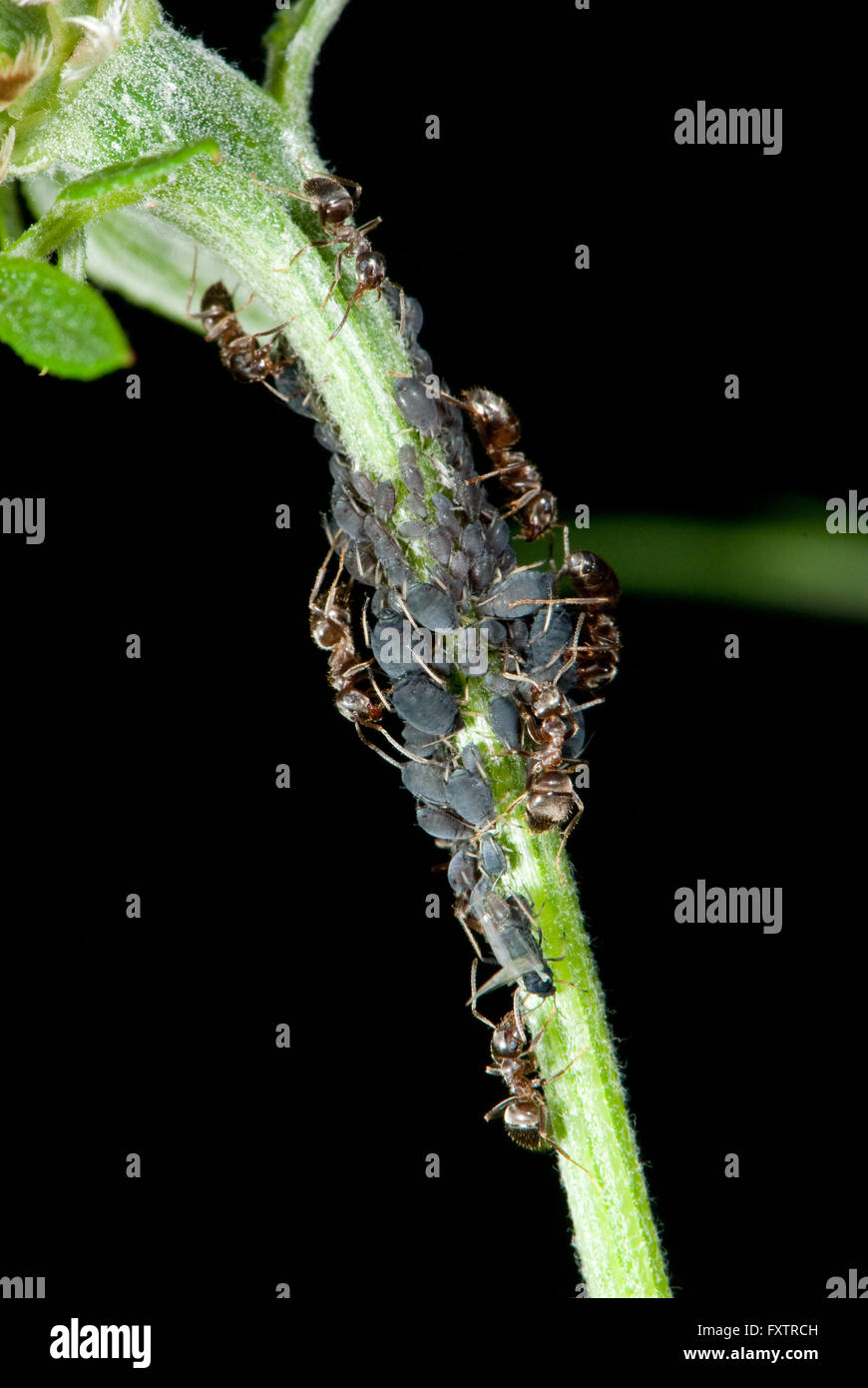 Ants milking plant lice on a knapweed Stock Photo