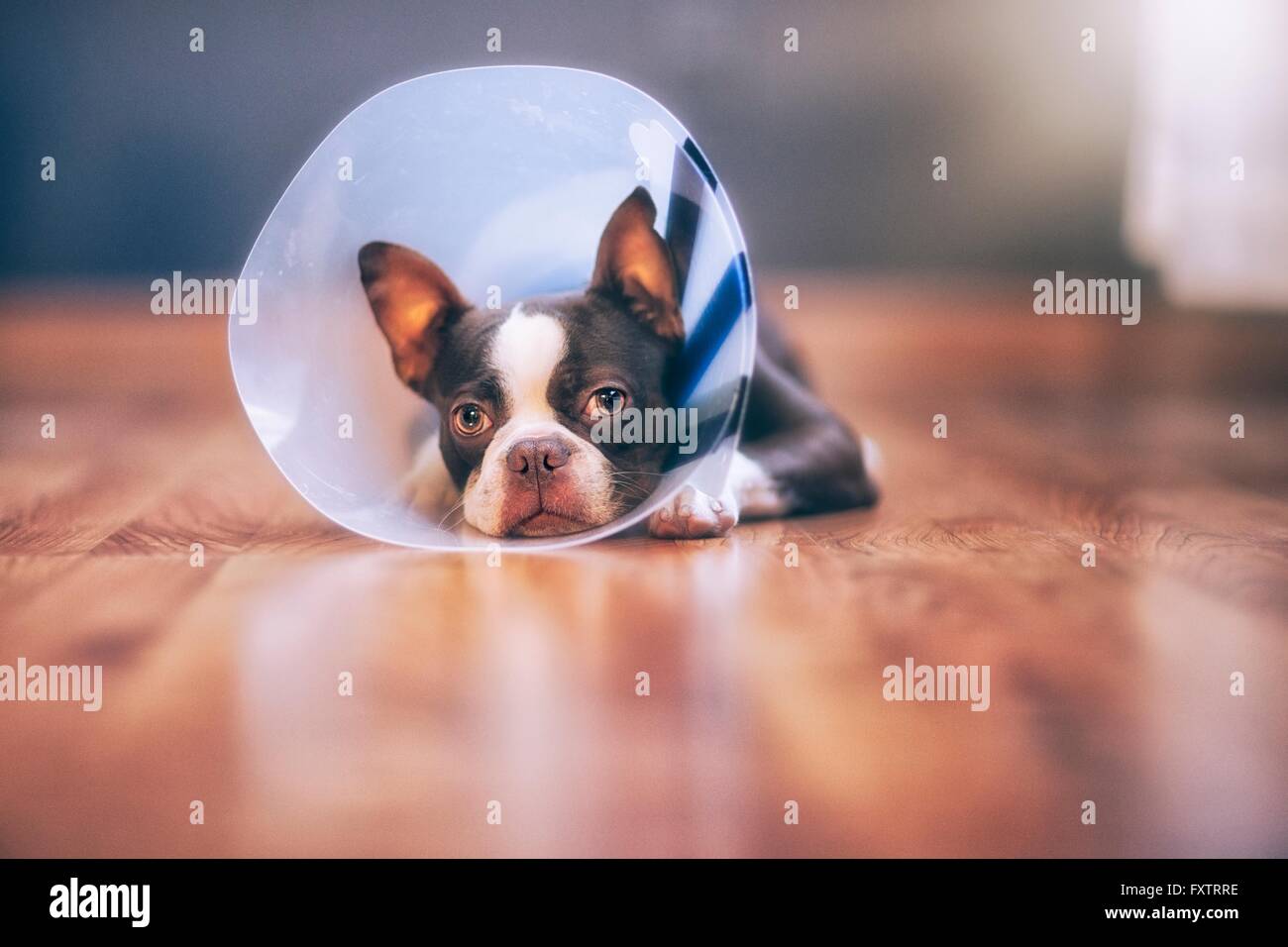 Boston Terrier Puppy Wearing Pet Cone Stock Photo Alamy Boston Terrier Puppy Wearing Pet Cone Stock Photo Alamy
