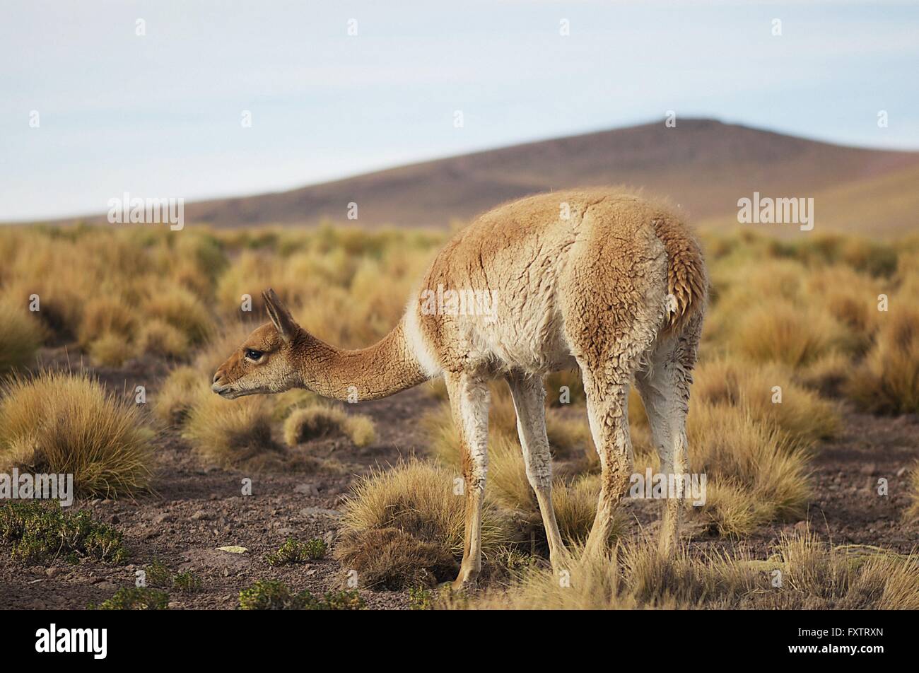 Guanaco (Lama guanicoe) San Pedro de Atacama, Chile Stock Photo