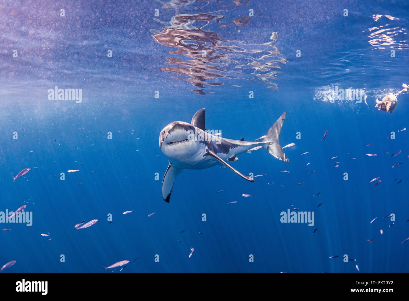 Underwater front view of great white shark looking at camera Stock Photo