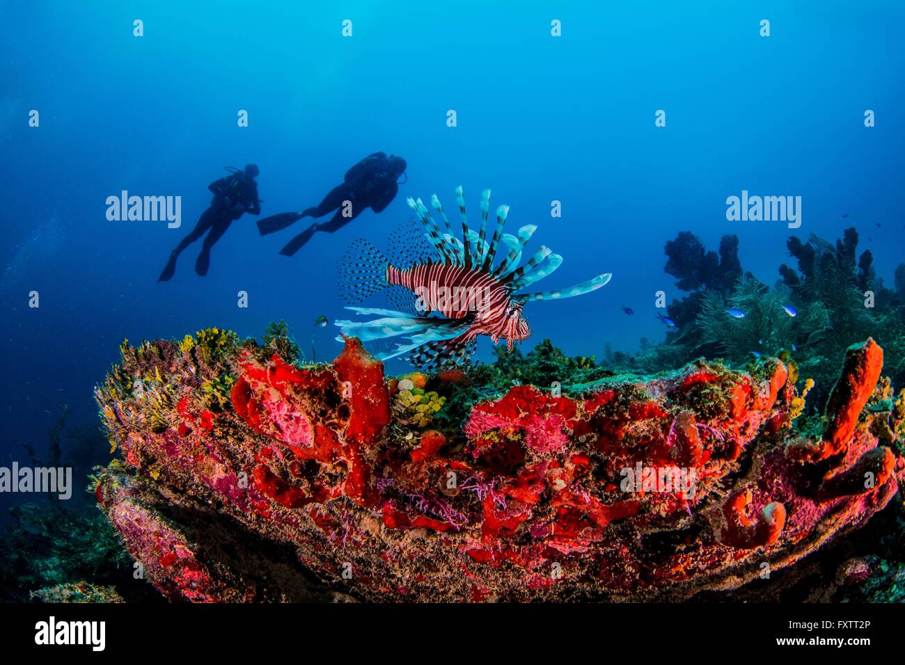 Invasive lionfish, Xcalac, Mexico Stock Photo