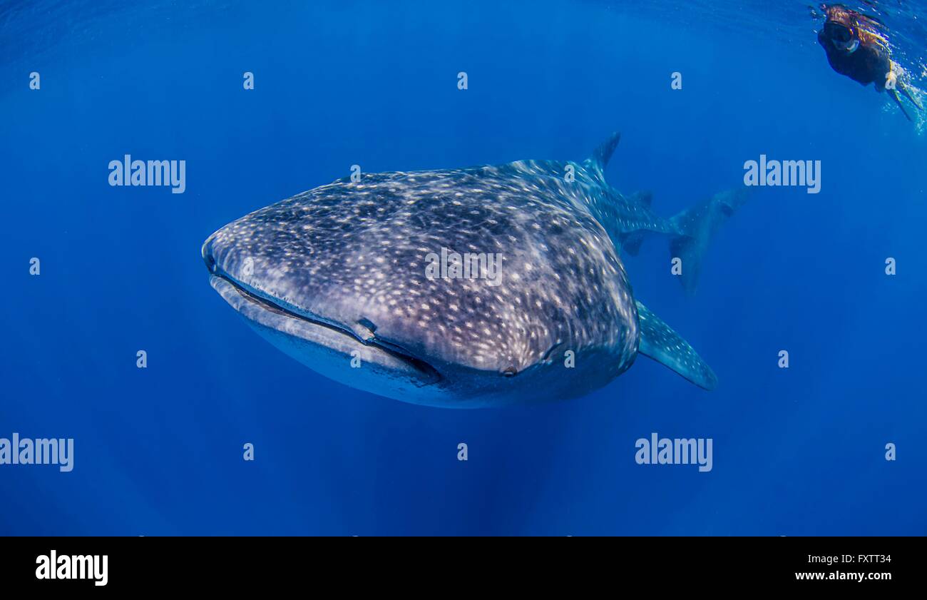 Whale sharks near Isla Mujeres, Mexico Stock Photo