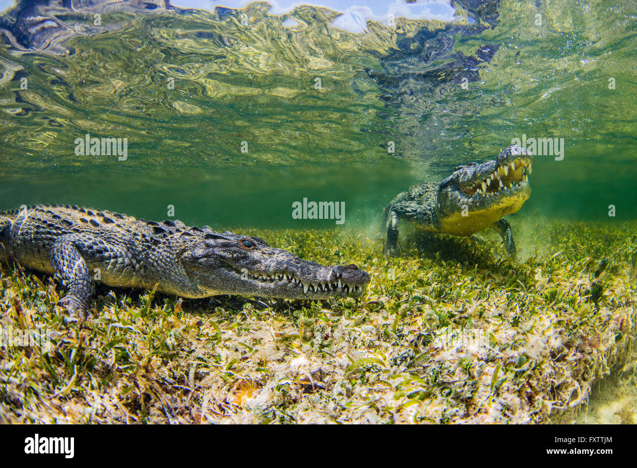 Underwater view of two crocodiles on reef, Chinchorro Banks, Mexico Stock Photo
