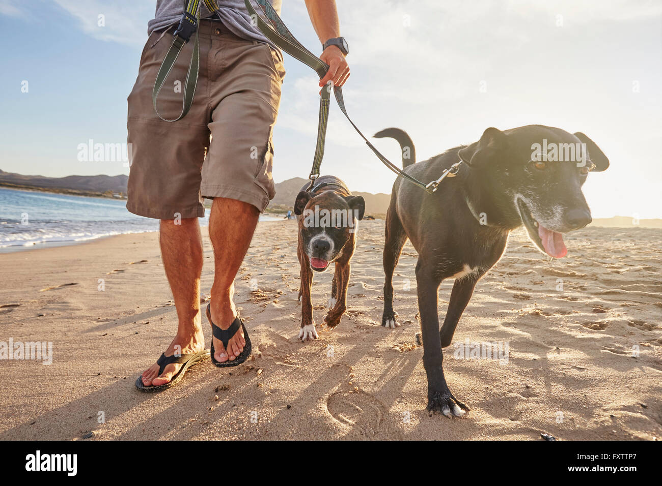 Owner walking dogs on beach Stock Photo
