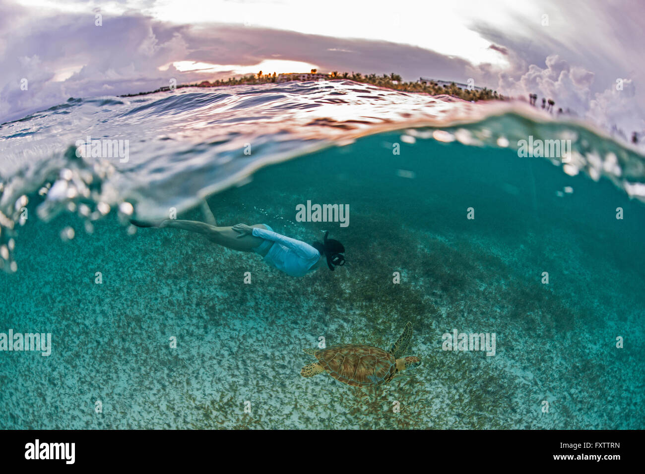 Snorkeler gets close to sea turtle in the shallows of Akumal Bay at sunset, Mexico Stock Photo