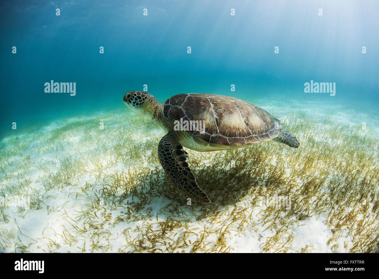 Green Turtle (Chelonia Mydas) looks for seagrass foraging grounds in the shallows of Akumal Bay, Mexico Stock Photo