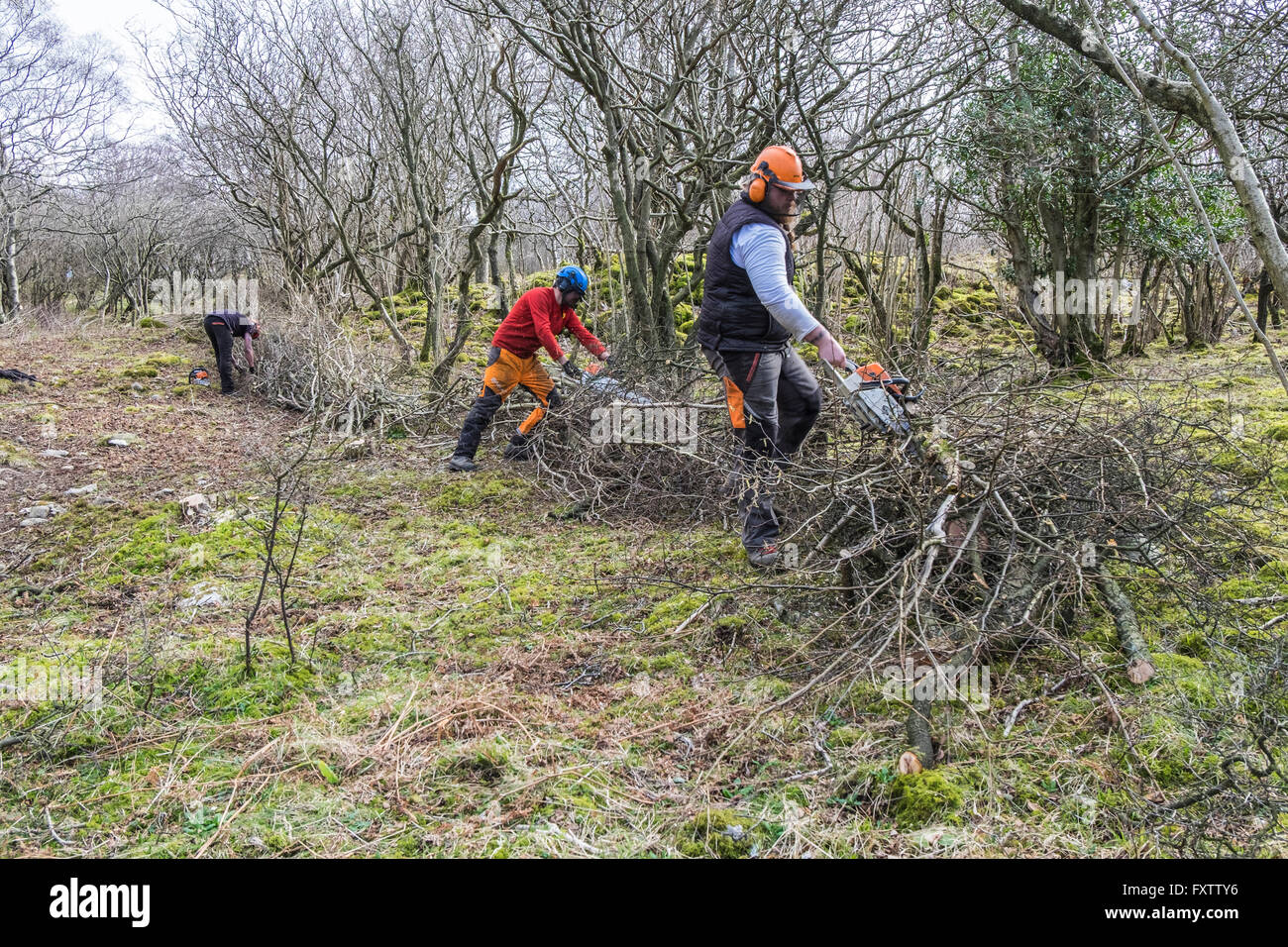 woodland-management-men-at-work-cutting-back-undergrowth-from-the