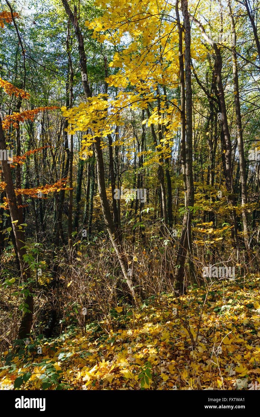 Autumn forest strewn with yellow beech and maple leaves. Stock Photo